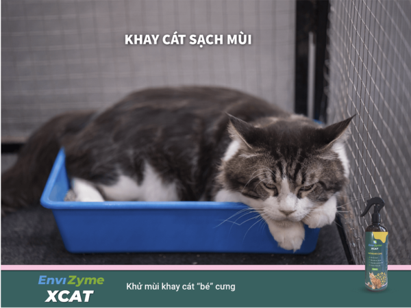 chai xịt khử mùi khay cát mèo