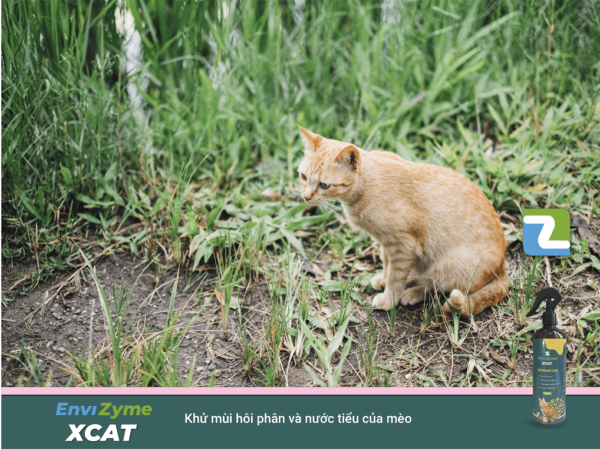 chai xịt khử mùi phân và nước tiểu mèo